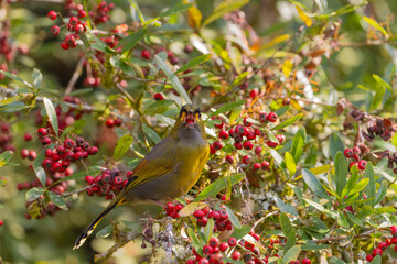 Steere's Liocichla bird eating red fruits in the tree, an endemic bird from Taiwan
