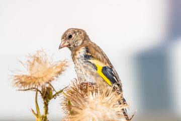 European goldfinch with juvenile plumage, feeding on the seeds of thistles. Carduelis carduelis.