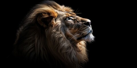 Naklejka premium lion king portrait on black background