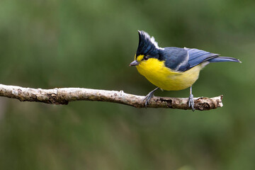 Taiwan yellow tit, bird perched, endemic bird from Taiwan © OvidiuDaniel