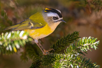 Fototapeta premium Flamecrest perched on a branch, an endemic bird from Taiwan