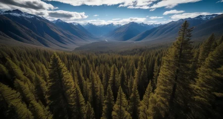 Foto op Plexiglas  Enchanting forest vista under a clear sky © vivekFx