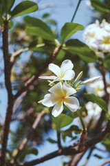 Frangipani flower (Plumeria alba) with green leaves on blurred background. White flowers with yellow at center. Health and spa background. Summer spa concept. Relax emotion. White flower blooming.
