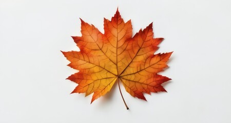  Autumn's vibrant beauty, captured in a single leaf