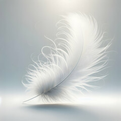white feather on a white background