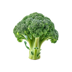 Broccoli isolated on white background. transparent background. png