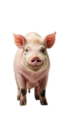 pig isolated on white