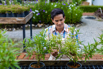Asian gardener is deadheading his flower plant at nursery garden center for native and exotic plant grower