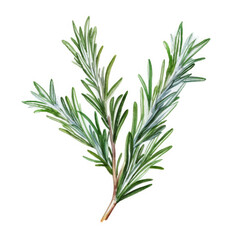 Watercolor isolated illustration of a branch of rosemary