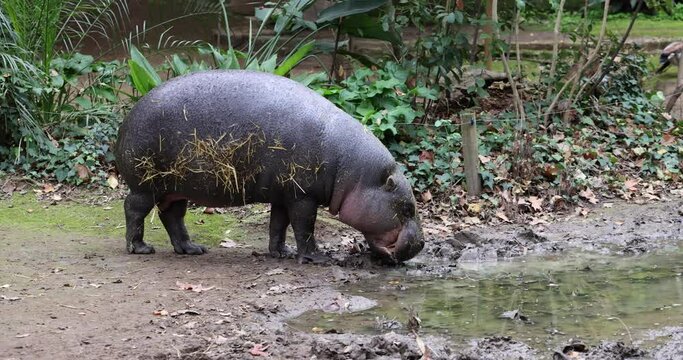 One hippopotamus or hippo feeding grazing at zoo