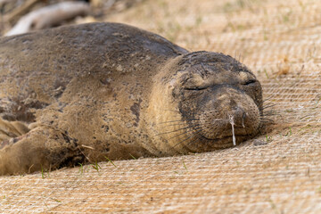 Elephant seal sleeping on the beach, Drakes Beach, California