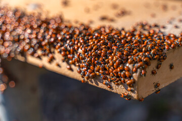 Mass of Convergent Ladybugs (Hippodamia convergens) in the winter timeat Pinnacles National Park