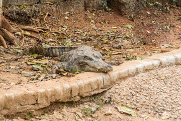 Nile Crocodile in Nandan Kannan Zoological park, India.