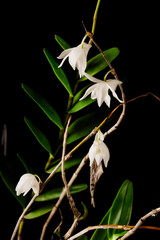 Gorgeous white Pigeon Orchid (Dendrobium crumenatum) with yellow core, strikingly photographed...