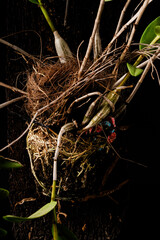 Stunning close-up of Pigeon Orchid (Dendrobium crumenatum) stem, roots, and leaves clinging to...