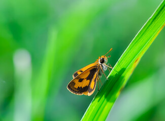 Potanthus omaha or little arrowhead, a small butterfly that perches on the grass
