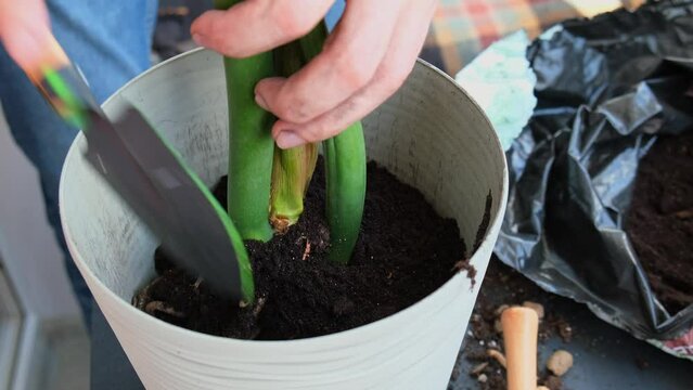 Man gardener hands transplant zamioculcas house plant in pot. Adding ground Concept of home gardening and planting flowers in pot. Taking care of home plants. Spring replanting. Money tree