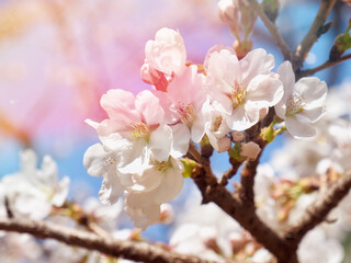 Fototapeta premium 자연 벚꽃, 봄, 꽃잎, 근접촬영