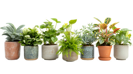 Fototapeta premium Collection of various houseplants displayed in ceramic pots isolated on transparent background