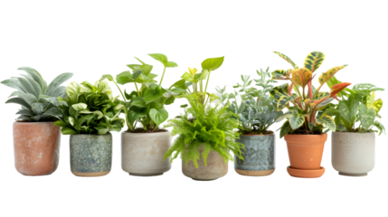 Collection of various houseplants displayed in ceramic pots isolated on transparent background
