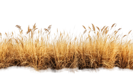 Cutout dried grass meadows savanna field isolated on transparent background