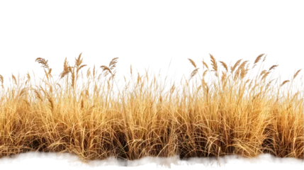 Poster Meadow, Swamp Cutout dried grass meadows savanna field isolated on transparent background
