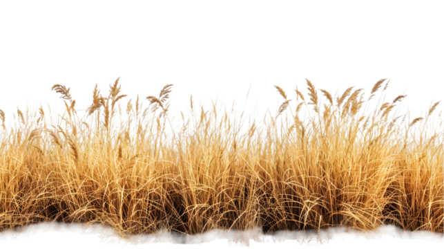 Cutout dried grass meadows savanna field isolated on transparent background