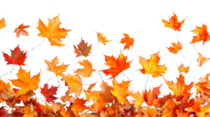 falling autumn maple leaves isolated on transparent background