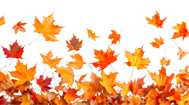 falling autumn maple leaves isolated on transparent background