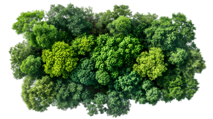 From above jungle lush trees isolated on transparent background