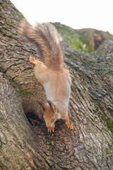 Close-up shot of the Red Squirrel