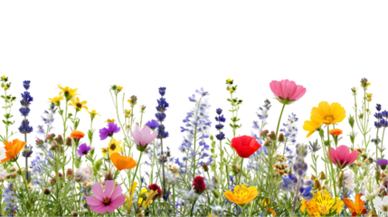 High flower blooming meadow shapes isolated on transparent background