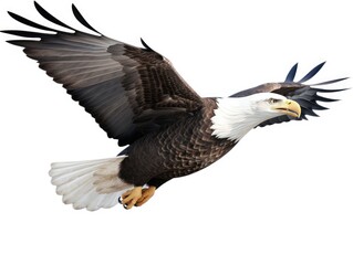 Obraz premium Bald Eagle Isolated on White Background, Adult Flying Eagle Isolated on White Background