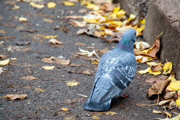Fototapeta premium Closeup of beautiful pigeon in the park, selective focus.