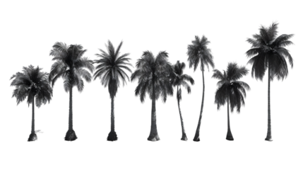 Palm trees shapes on isolated on transparent background