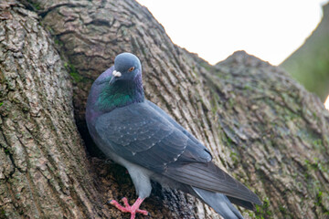 Closeup of beautiful pigeon in the park, selective focus.