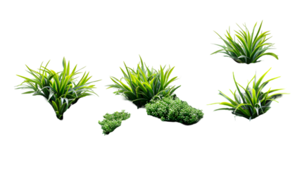 plants row on rocks foreground isolated on transparent background
