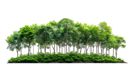 rainforest large tree growth for landscape isolated on transparent background