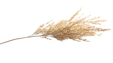 Single dried savanna grass isolated on transparent background