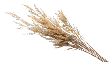 Single dried savanna grass isolated on transparent background