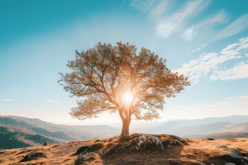 A solitary tree stretching its branches toward the radiant sun above - obrazy, fototapety, plakaty