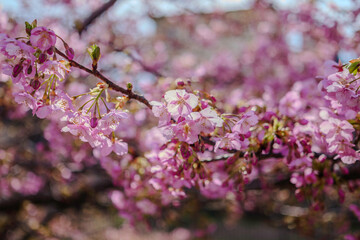 Blossoming cherry tree with pink flowers