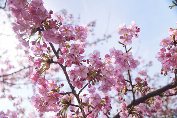 cherry blossom tree in springtime with bokeh and sunny lights