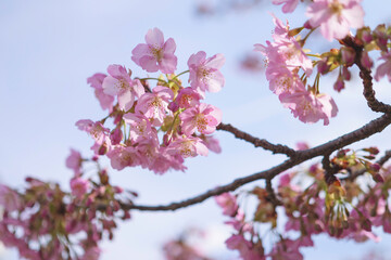  cherry blossom tree in springtime with bokeh and sunny lights
