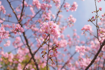  cherry blossom tree in springtime with bokeh and sunny lights