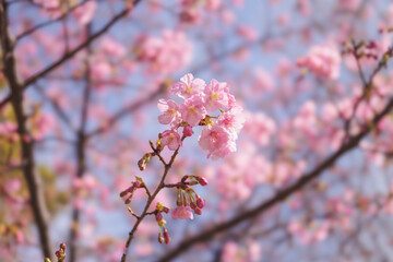  cherry blossom tree in springtime with bokeh and sunny lights