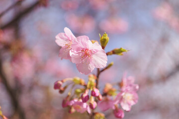 Fototapeta na wymiar cherry blossom tree in springtime with bokeh and sunny lights