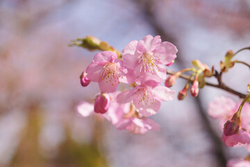 Naklejka na ściany i meble cherry blossom tree in springtime with bokeh and sunny lights