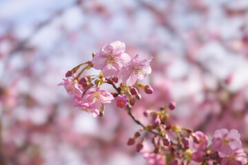  cherry blossom tree in springtime with bokeh and sunny lights
