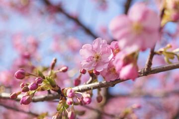  cherry blossom tree in springtime with bokeh and sunny lights
